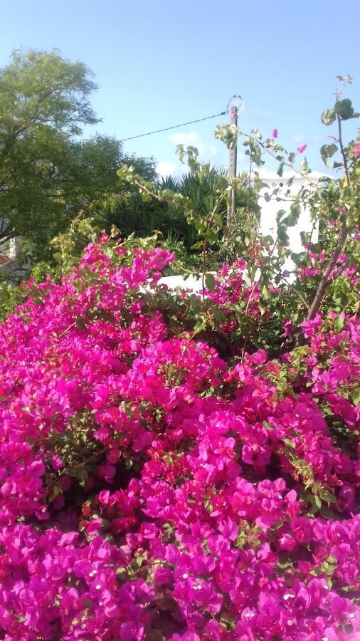 São Brás de Alportel Pensao Algarve Bed & Breakfast エクステリア 写真